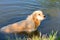 Golden Retriever swimming in lake. Hound hunting in pond. Dog is exercising and training in reservoir.
