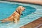 Golden retriever swimming in the pool