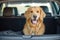 A golden retriever in the trunk of a car. Traveling with a pet, a cute dog in the trunk of a car