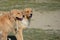 Golden Retriever Twins!