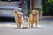 Golden retriever walking with his friend in the morning