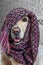 Golden retriever in warm headscarf, beautiful scarf purple on dog