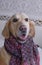 Golden retriever in warm headscarf, beautiful scarf purple on dog