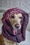 Golden retriever in warm headscarf, beautiful scarf purple on dog