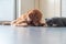 Golden Retriever watching British Shorthair eating