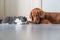 Golden Retriever watching British Shorthair eating