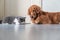 Golden Retriever watching British Shorthair eating