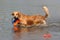 Golden retriever in water