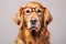 a golden retriever wearing a pair of reading glasses