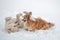 A golden retriever and a welsh corgi play in the white snow