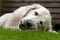 Golden retriever white female dog portraits, lies and gnaws at the marrow bone