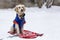 Golden Retriever in winter