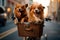 Golden retrievers in a bike basket on a sunny street. Dogs in bicycle basket