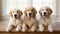 Golden retrievers and labradors on defocused white kitchen with copy space for text