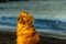 Golden Retriver Beautiful dog on the beach Ireland