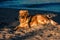 Golden Retriver Beautiful dog on the beach Ireland