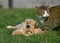 Golden Reviever Pup playing with Domestic Cat