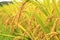 Golden rice in the farm