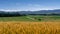 Golden rice fiel in foreground with pattern green rice farm in Biei