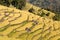Golden rice field in Nepal
