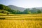 Golden rice field with nice mountain