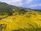 Golden rice fields in the mountain