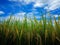 Golden rice and germinating seed on Feild. blue sky and white cloud for normal landscape and countryside photo  not panorama. Rice