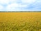 Golden rice in rice field with blue sky and white clouds in countryside Thailand