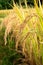 Golden rice spike in rice field, Chiang Mai, Thailand