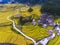 Golden rice terraced fields at harvesting time