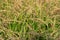 Golden riceberry fields, ears of rice at backyard in bangkok, thailand