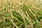 Golden riceberry fields, ears of rice at backyard in bangkok, thailand