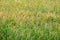 Golden riceberry fields, ears of rice at backyard in bangkok, thailand