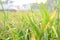 Golden riceberry fields, ears of rice at backyard in bangkok, thailand