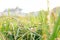 Golden riceberry fields, ears of rice at backyard in bangkok, thailand