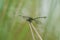 Golden-ringed Dragonfly