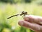Golden-ringed dragonfly aka Cordulegaster boltonii on finger.