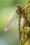 Golden ringed dragonfly cordulegaster boltonii