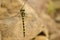 Golden-ringed dragonfly, Cordulegaster boltonii, hanging from a twig.