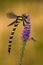 Golden ringed dragonfly sitting on a violet wildflower