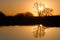 Golden Riparian Reflection