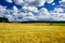 Golden ripe barley field lands