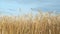 Golden ripe ears of wheat at sunset sway in wind in field in summer on blue sky