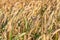 Golden ripe rye ears, summer field before harvesting, harvest time, Agriculture industry. Close up photo