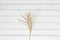 Golden ripe spike of rye, dry ear of yellow cereals on white wood background, closeup