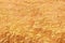 Golden ripe wheat field background