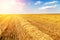 Golden ripe wheat field, just before harvesting