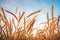 Golden ripe wheat field, sunny day, agricultural landscape