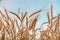 Golden ripe wheat field, sunny day, agricultural landscape, growing plant, cultivate crop