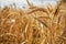 Golden ripe wheat field, sunny day, soft focus, agricultural landscape, growing plant, cultivate crop, autumnal nature, harvest